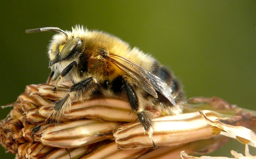 Imenottero da classificare:  Anthophora plumipes (Apidae Anthophorinae)